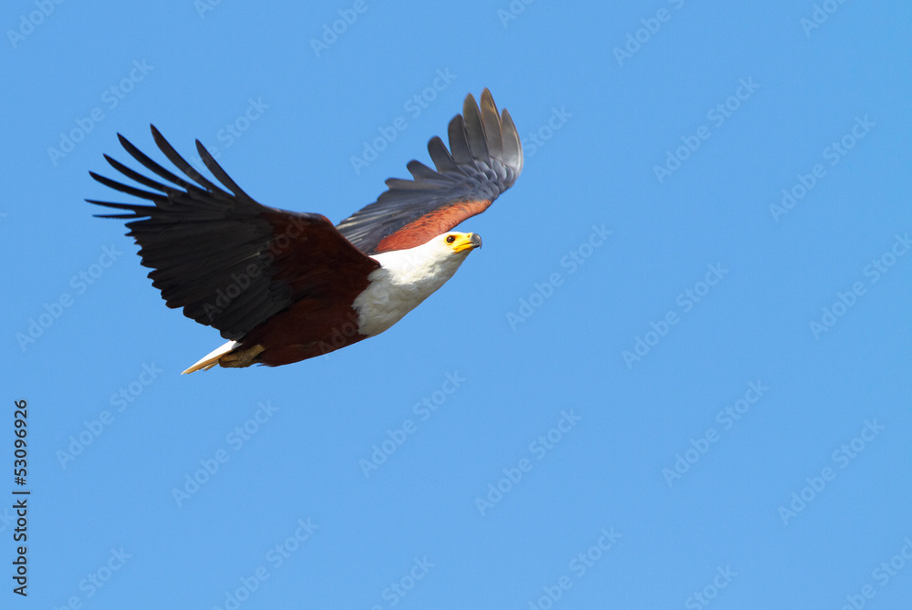 Obraz premium Flying Fish Eagle