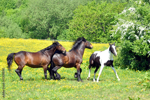 Horses In A Summer Meadow © philip kinsey