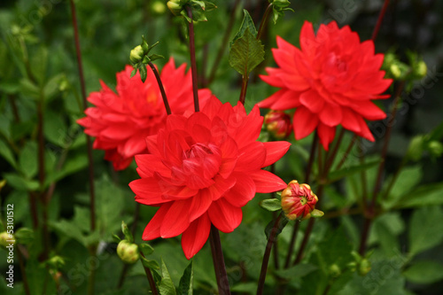 Red flowers