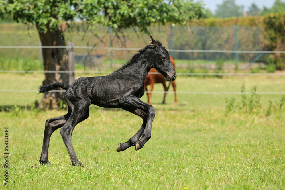 Neugeborenes Friesenfohlen im Galopp