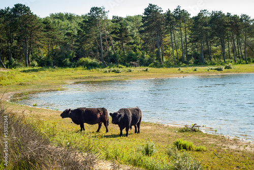 Galloway cattle at a beach © Demid