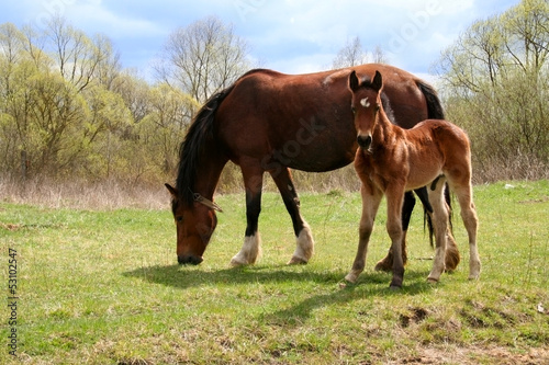 Horse and colt on green meadow