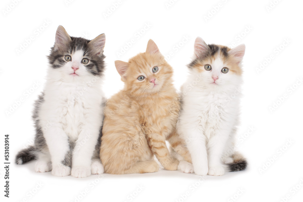 Drei süße Kätzchen sitzen nebeneinander