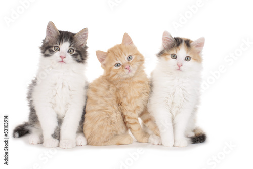 Fototapeta Naklejka Na Ścianę i Meble -  Drei süße Kätzchen sitzen nebeneinander