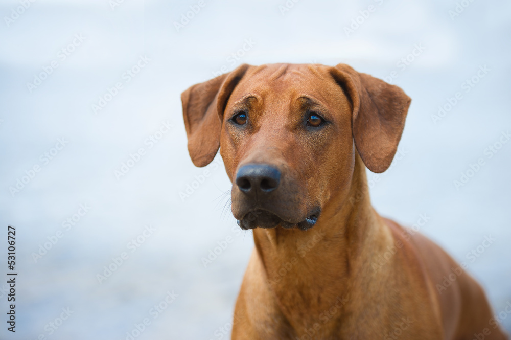 Dog on the beach Dog on the beach