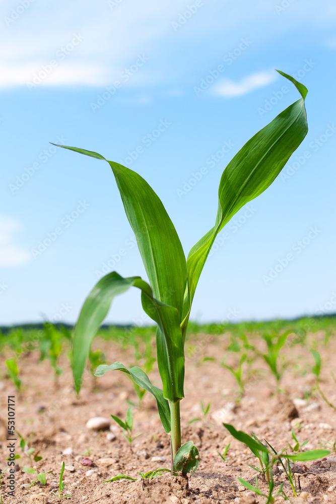 Fototapeta premium Germination of corn.