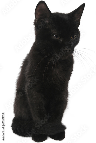 black kitten isolated