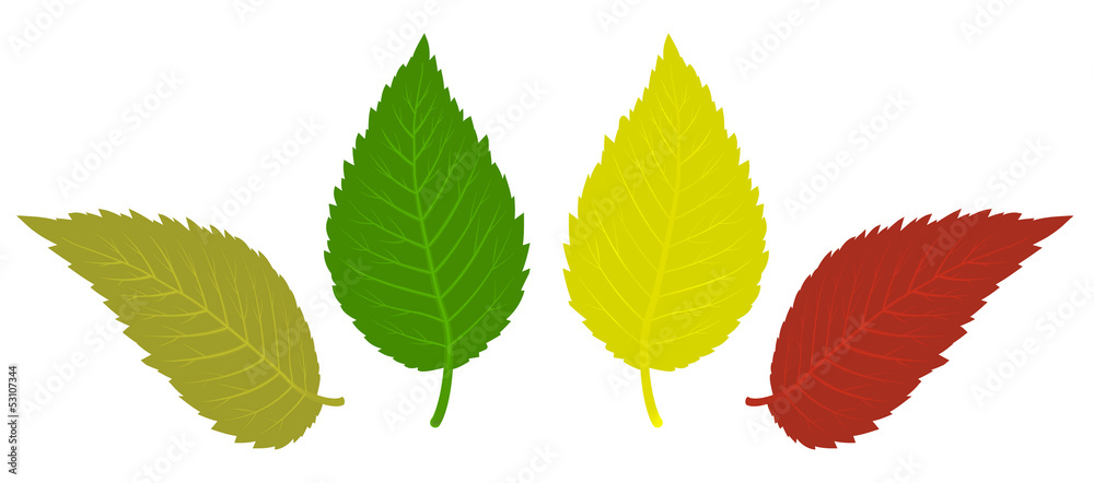 leave isolated on white leave isolated on white