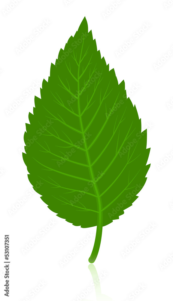 Green simple leave isolated on white Green simple leave isolated on white