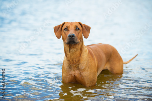 Dog on the beach in the sea