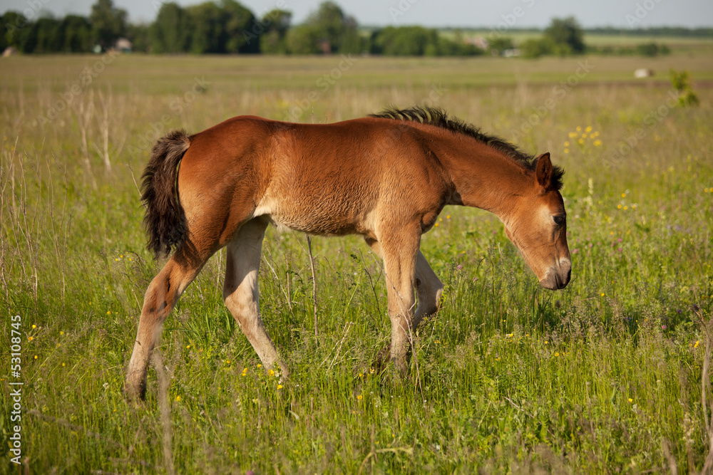 Foal walks across the field and eat grass