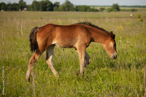 Foal walks across the field and eat grass
