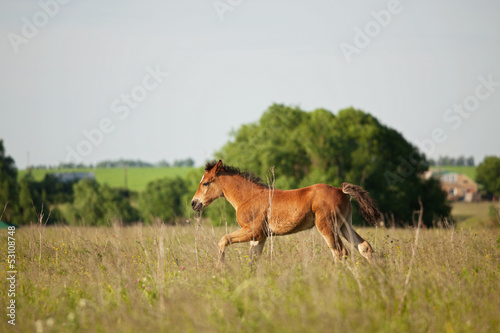 Little foal running on the field