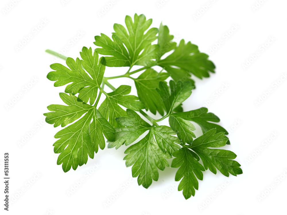 Fresh parsley Fresh parsley