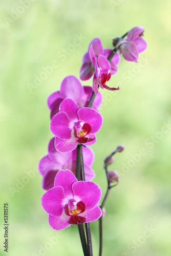 Fototapeta Naklejka Na Ścianę i Meble -  Purple ping orchid flower