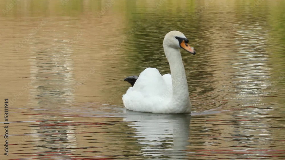 Swans in the park Swans in the park