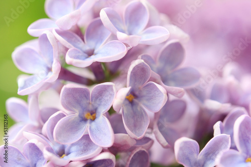 Springtime lilac background, close up