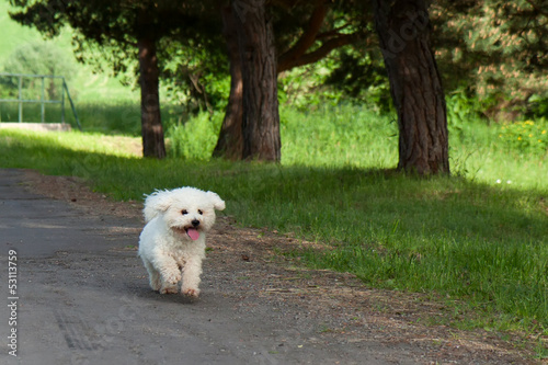 Bichon runs