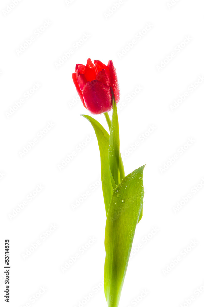 Tulip flower isolated on white background