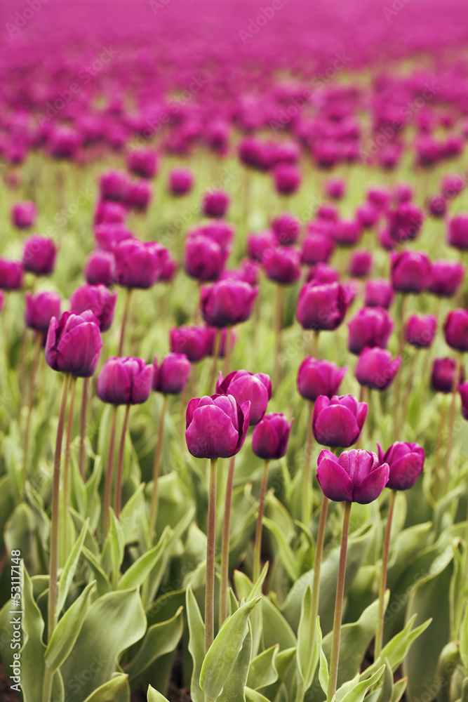 Obraz premium tulips