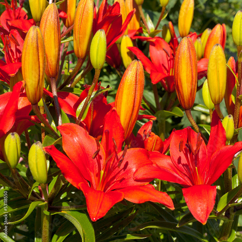 Red-orange lily flower bunch close-up in garden