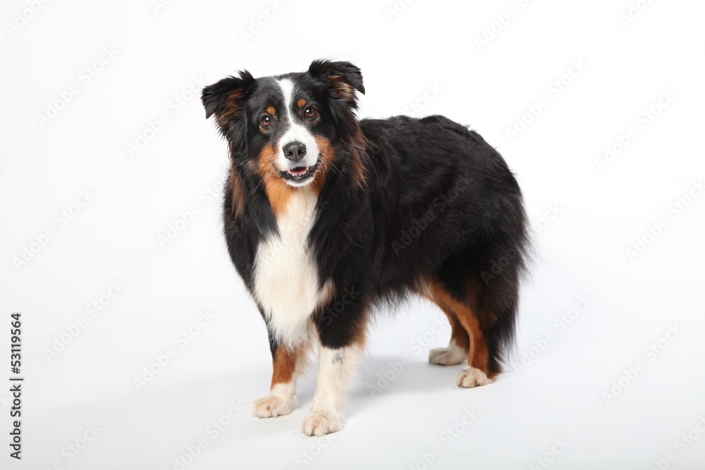 Australian Shepherd Australian Shepherd