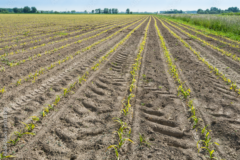 Converging rows of newly sown corn plants Converging rows of newly sown corn plants