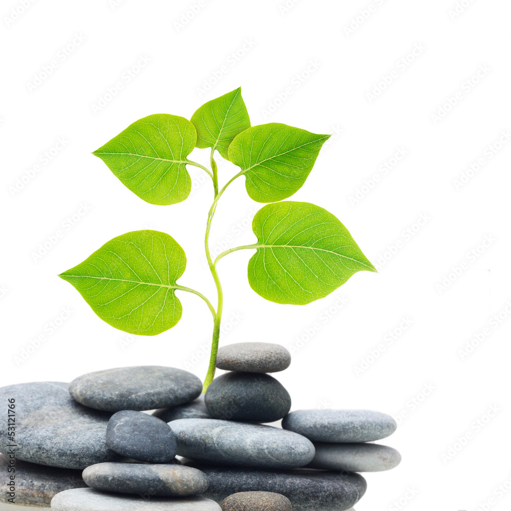 Plant tree in stones isolated on white background. Plant tree in stones isolated on white background.