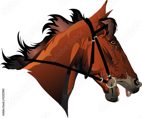 racehorse head