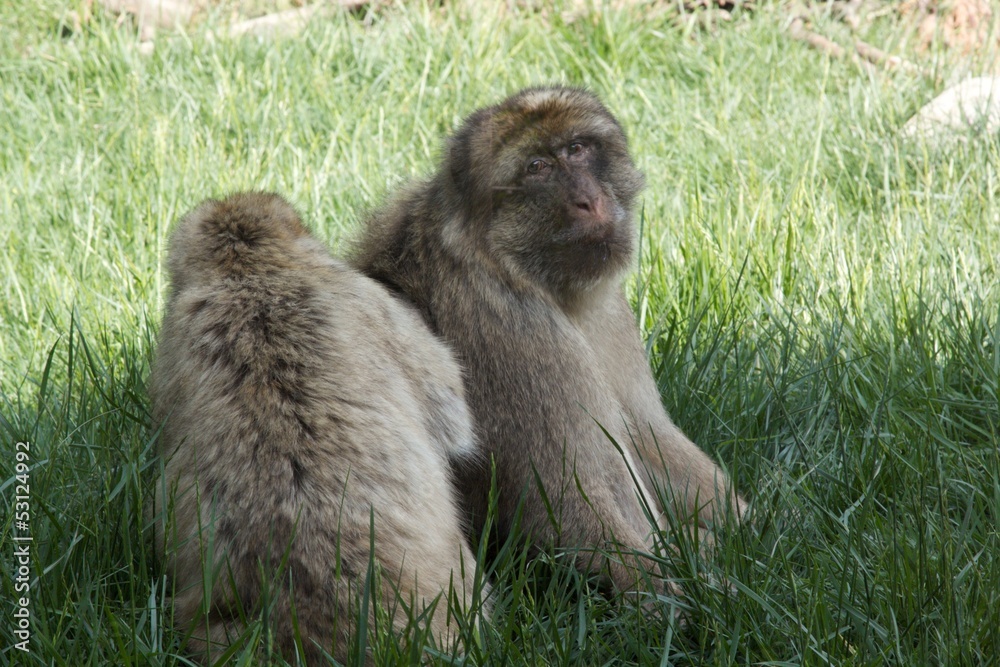 Obraz premium scimmia