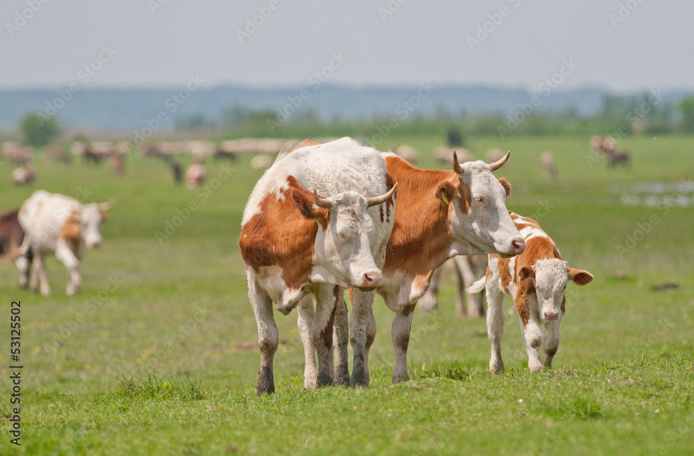 cows on grass field