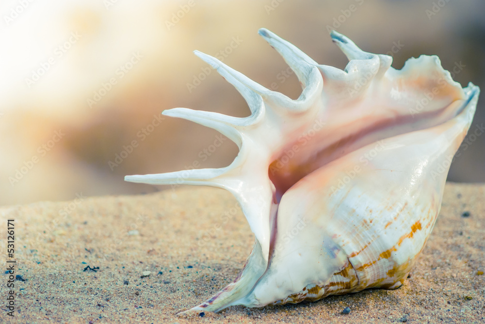 seashell on the beach seashell on the beach