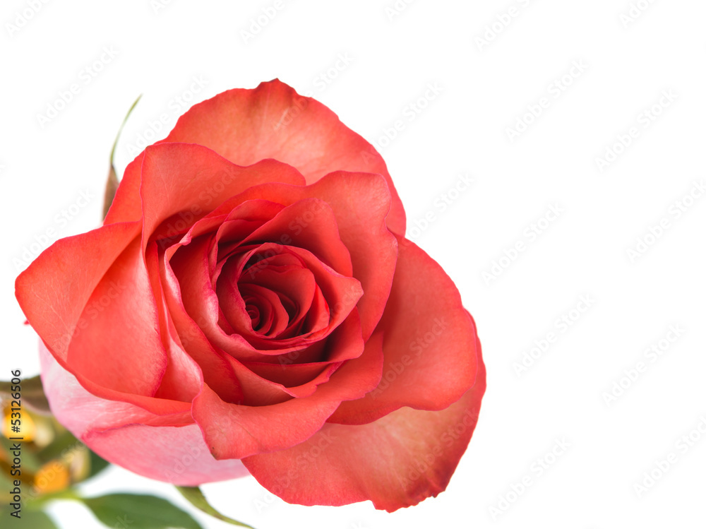 Pink rose Pink rose