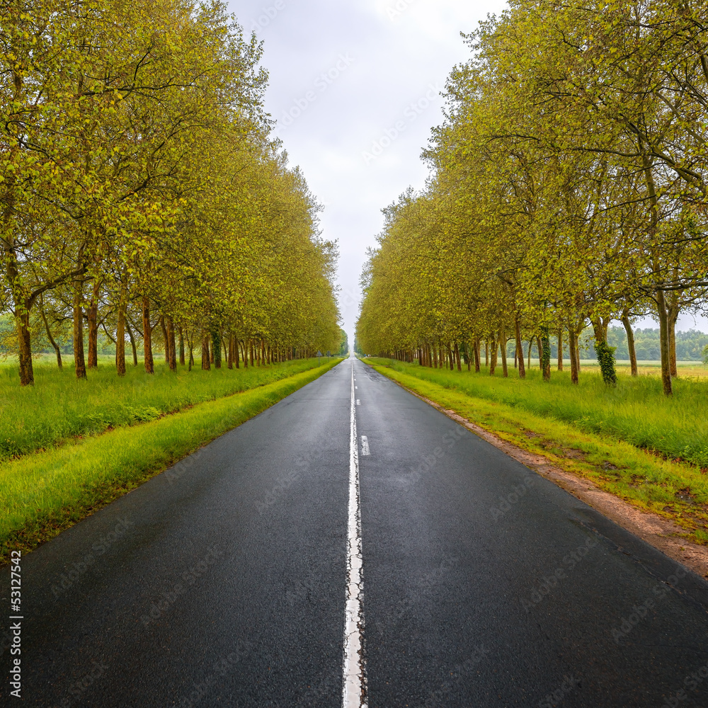 Straight empty wet road between trees. Loire valley. France.