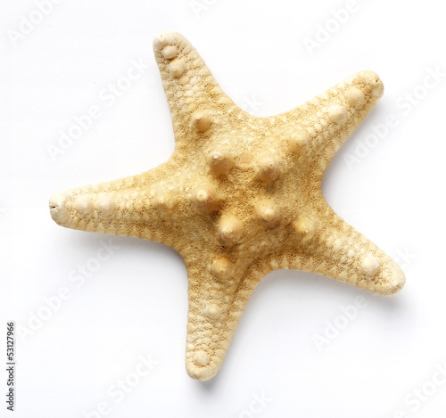 Starfish isolated on white background. Sea stars and shells