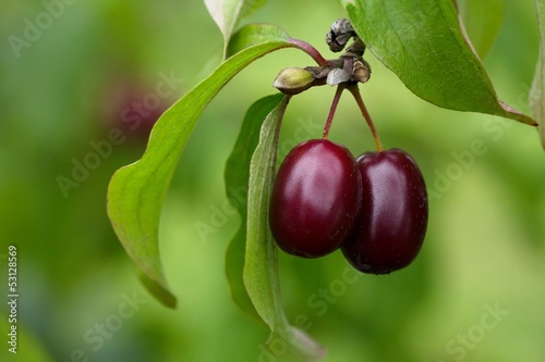 Kornelkirschen /  Cornel