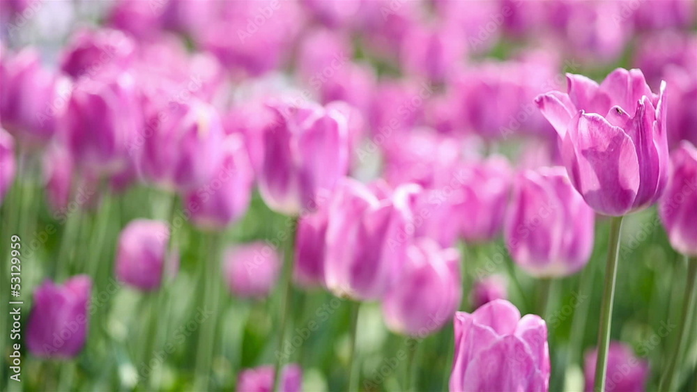 Purple tulip moving gently in a field in spring Purple tulip moving gently in a field in spring