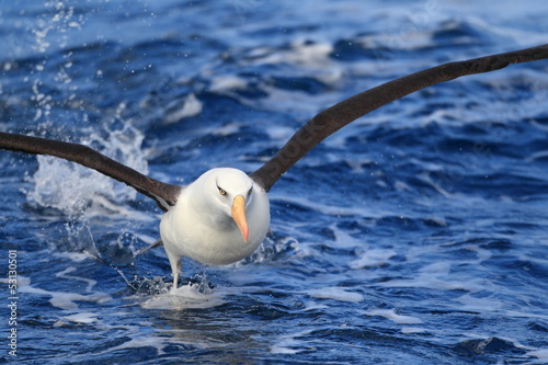 Albatross (Thalassarche melanophris impavida)