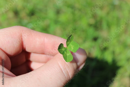 clover