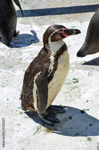 Humboldt’s Penguin photo