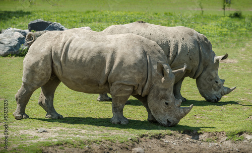 A couple of white Rhinoceros