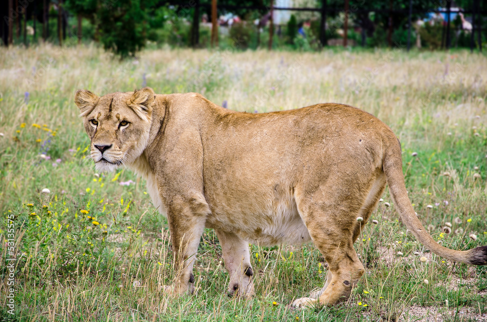 lion lion
