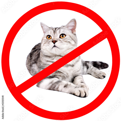 cat photo