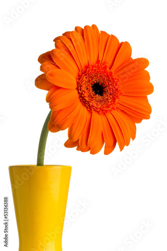 Gerbera.