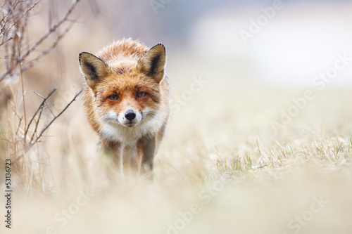 Fotografie red fox