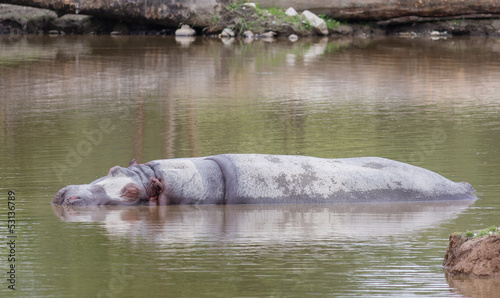 hippopotamus napping