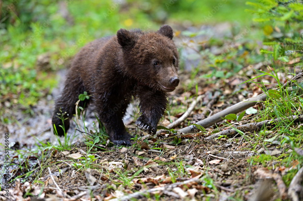 Fototapeta premium little Bear