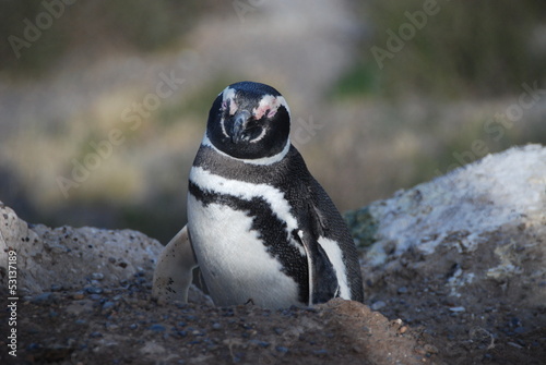 Penguin near Peninsula Valdez