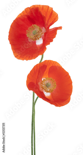 Fototapeta Naklejka Na Ścianę i Meble -  poppy