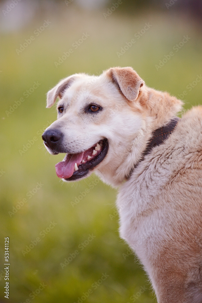 Portrait of a beige dog.